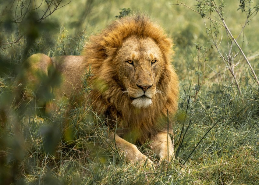 lion lying on green grass during daytime