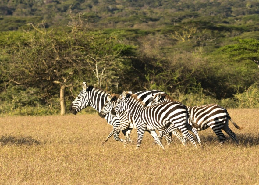 zebra on green grass field during daytime