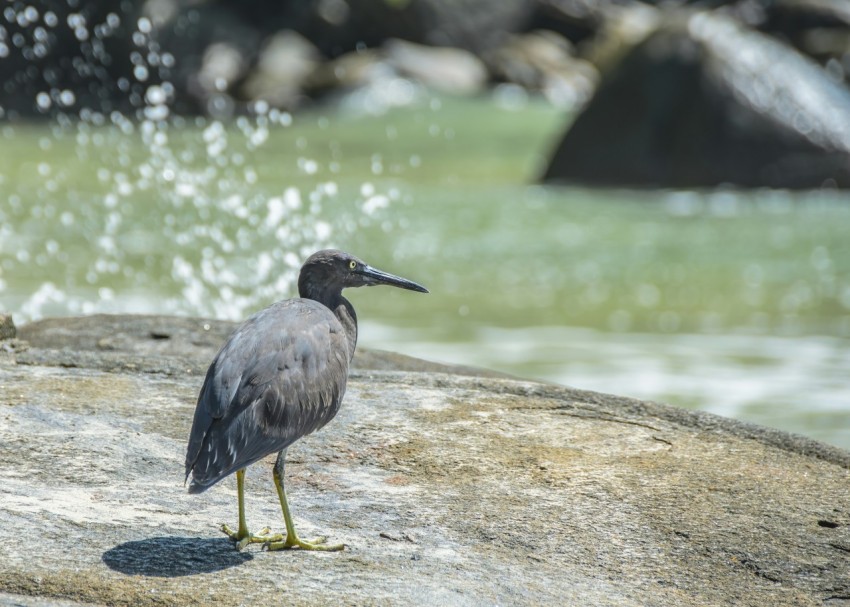 a bird standing on top of a rock next to a body of water