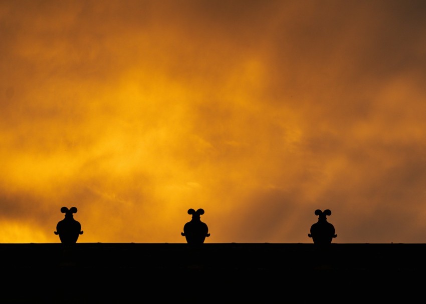 a group of birds sitting on top of a roof