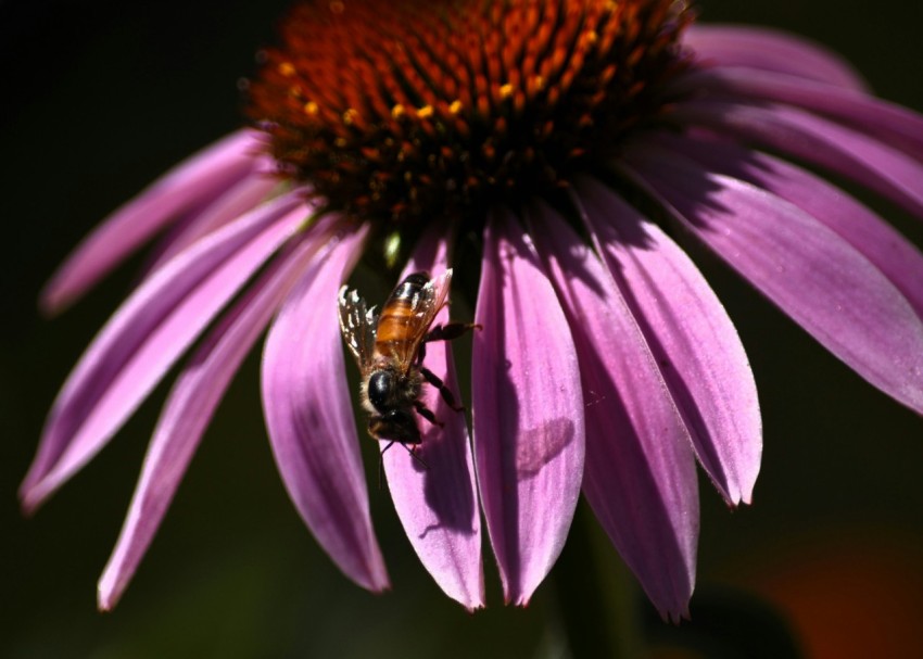 a bee on a purple flower with a blurry background