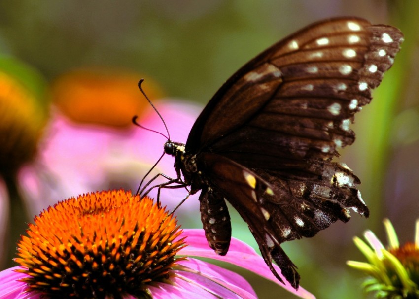 a butterfly sitting on top of a purple flower gw1YiXizJ