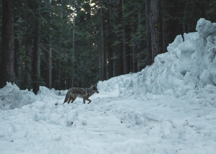 black wolf walking on snow