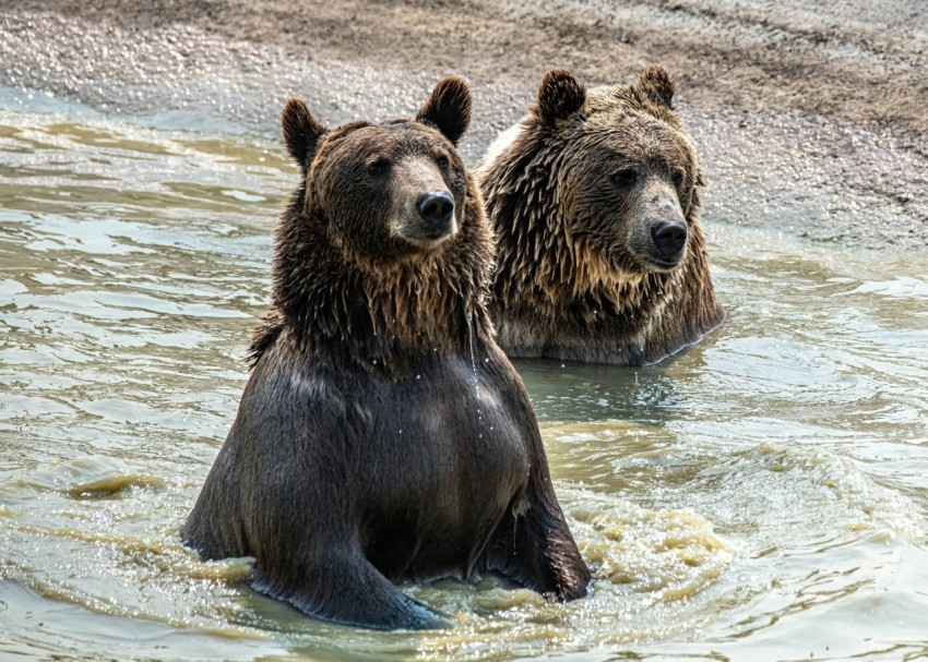 brown bear on water during daytime