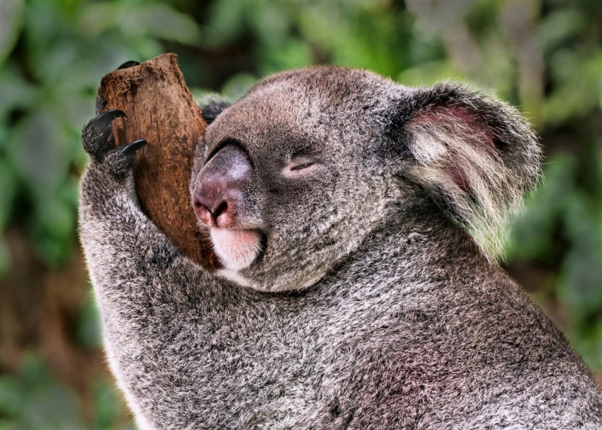 koala bear clinging on tree branch