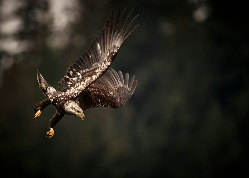 a bald eagle flying through the air with its wings spread 2S