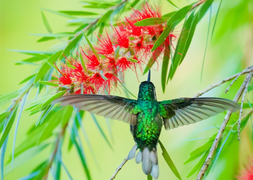 selective focus photography of green bird flying near red plants 5WGt8z