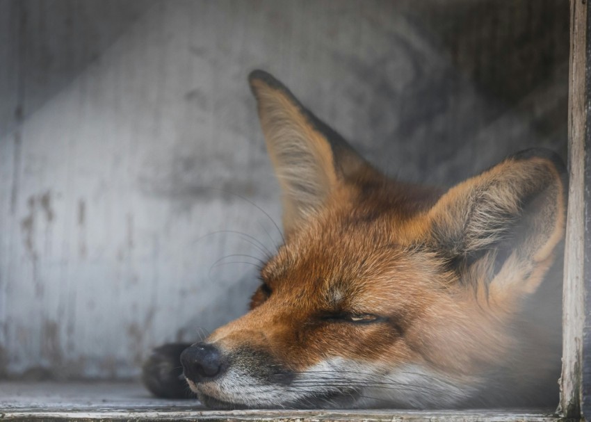 a close up of a fox sleeping in a window H6U_0nC