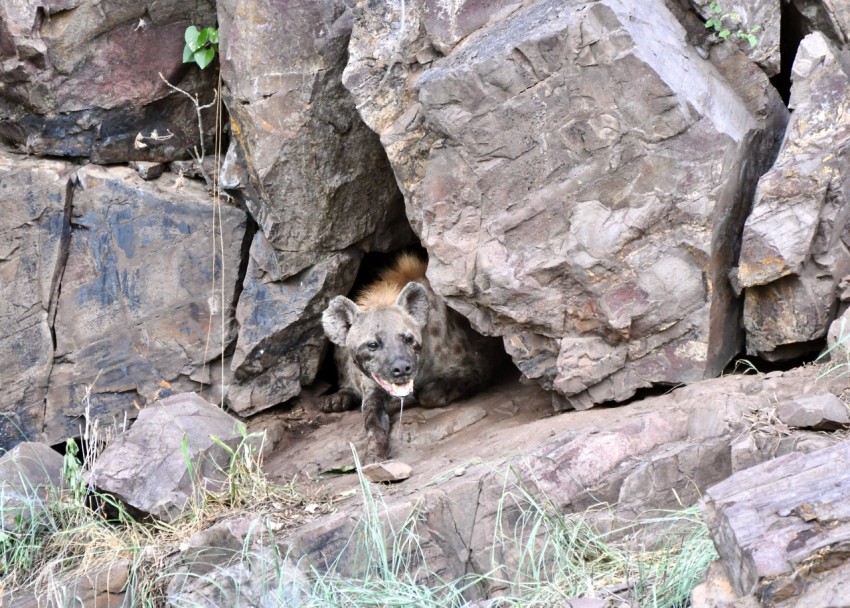 brown and black animal on brown rock