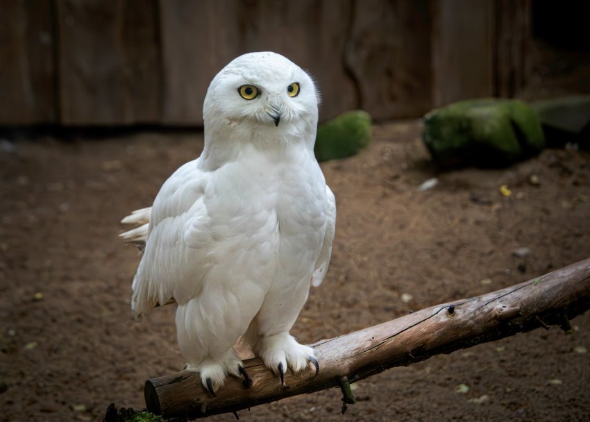 a white owl sitting on top of a tree branch