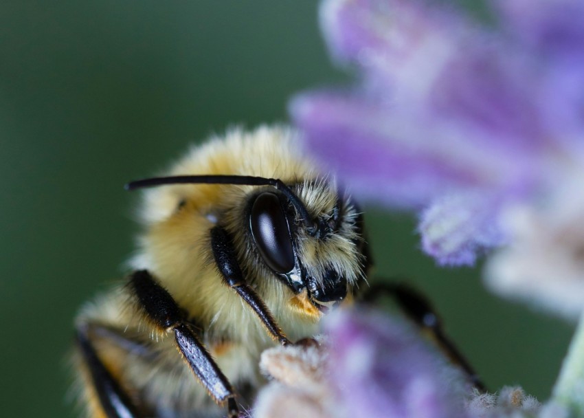 yellow and black bee on purple flower