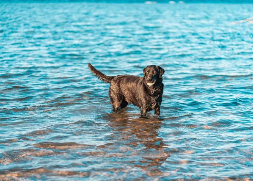 brown short coated dog on water during daytime