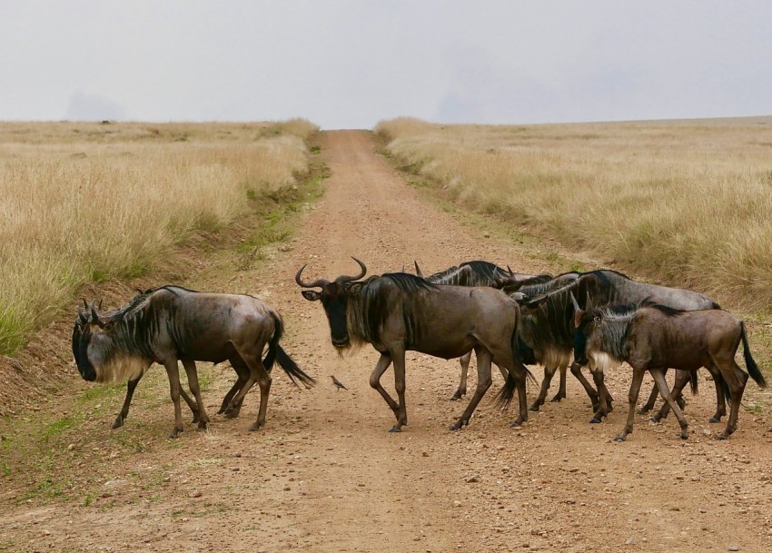 a herd of wild animals walking across a dirt road