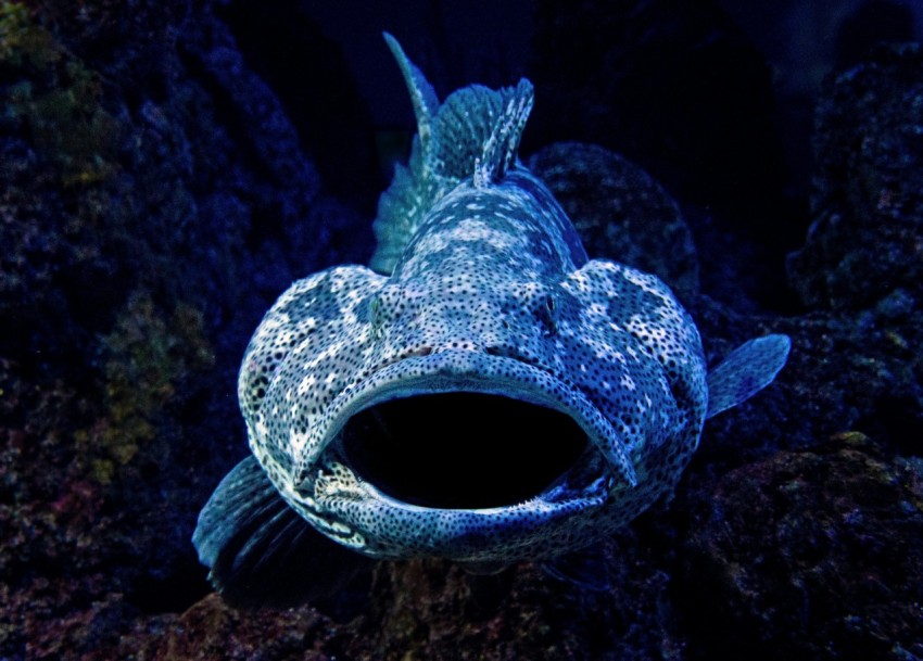 close up photography of blue fish