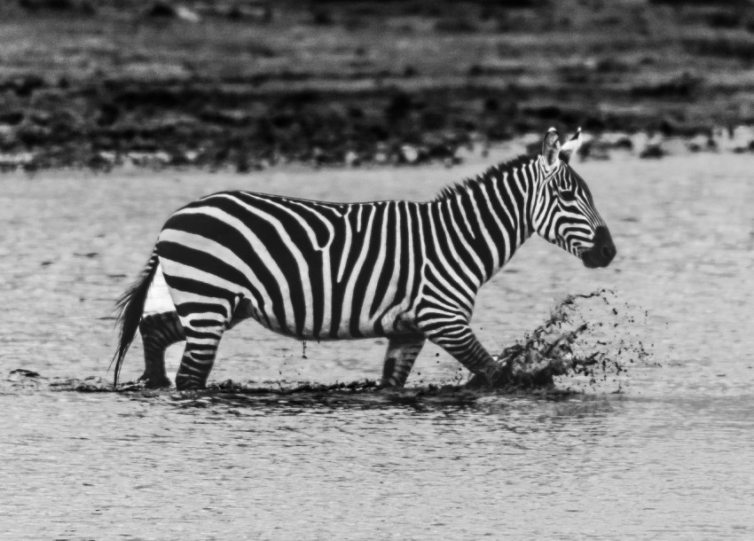 a black and white photo of a zebra in the water GPFxgm