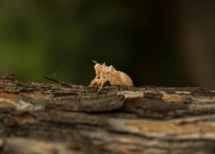 a close up of a small insect on a piece of wood