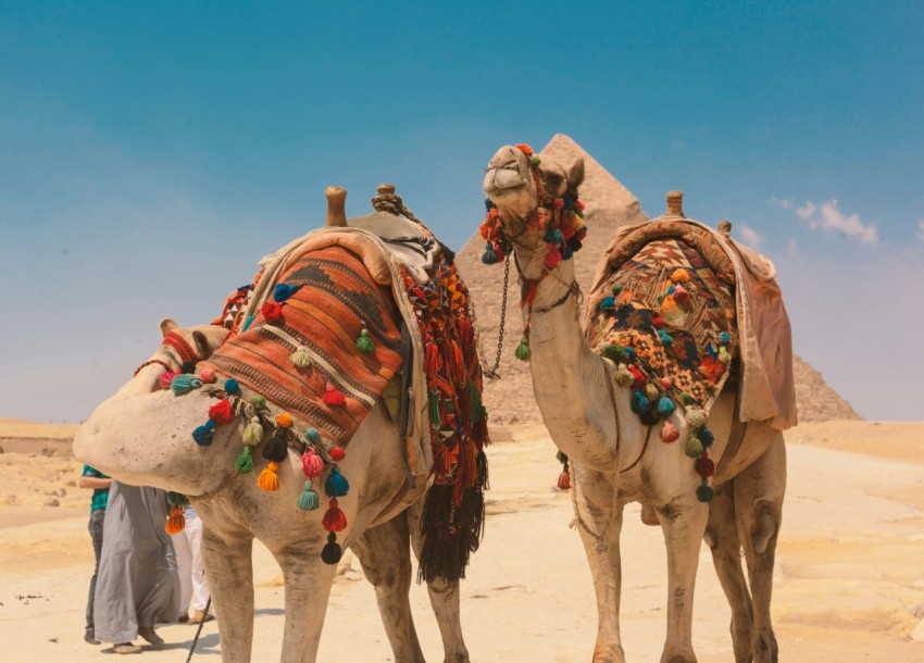 brown camel on brown sand under blue sky during daytime