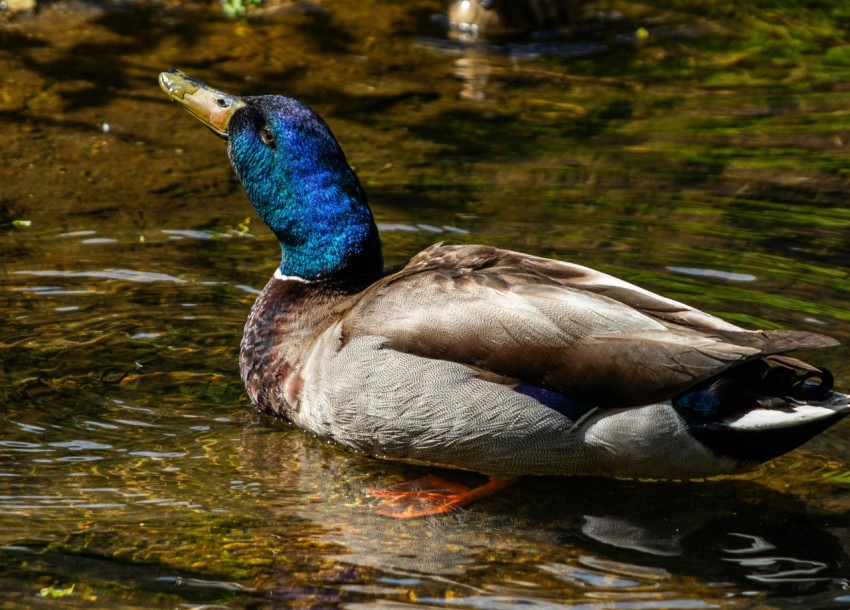 a duck with a blue head is swimming in the water