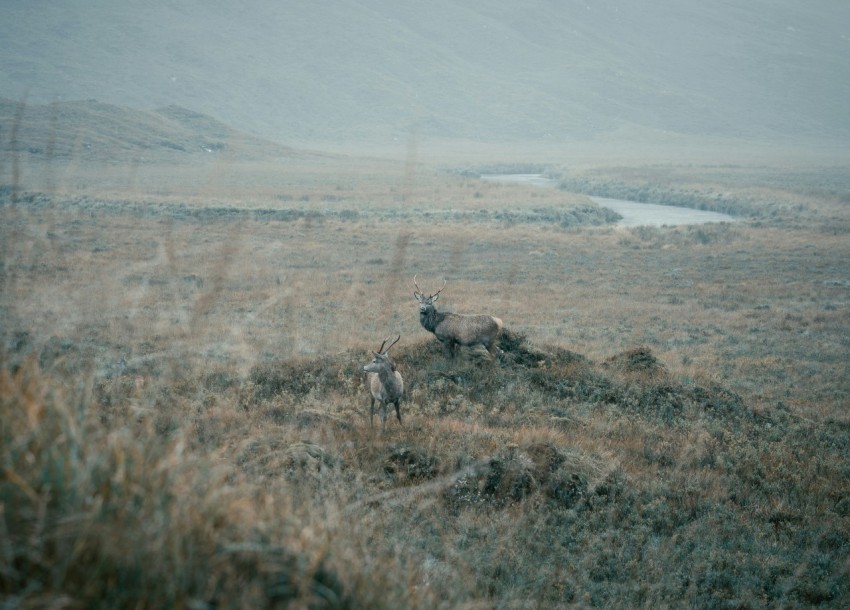 a couple of animals that are standing in the grass