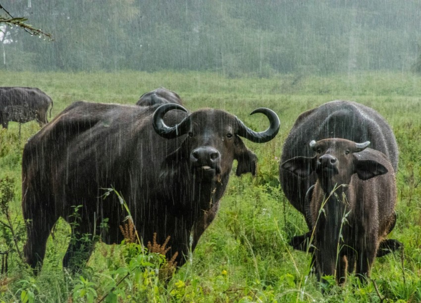 a herd of buffalo standing on top of a lush green field 9o2i7tTCq