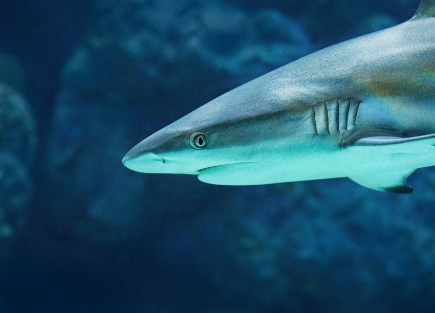 gray shark selective focus photography j3Kbs