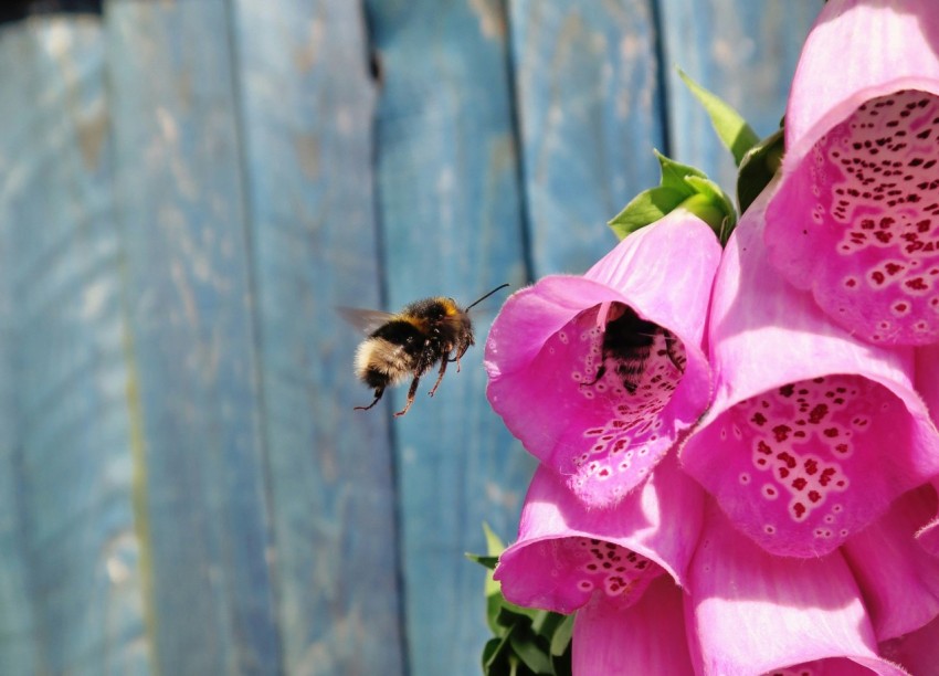 brown and black bee flying over pink flower 6