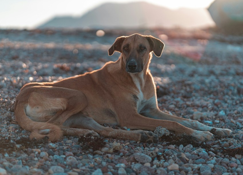 brown short coated dog lying on ground during daytime Y