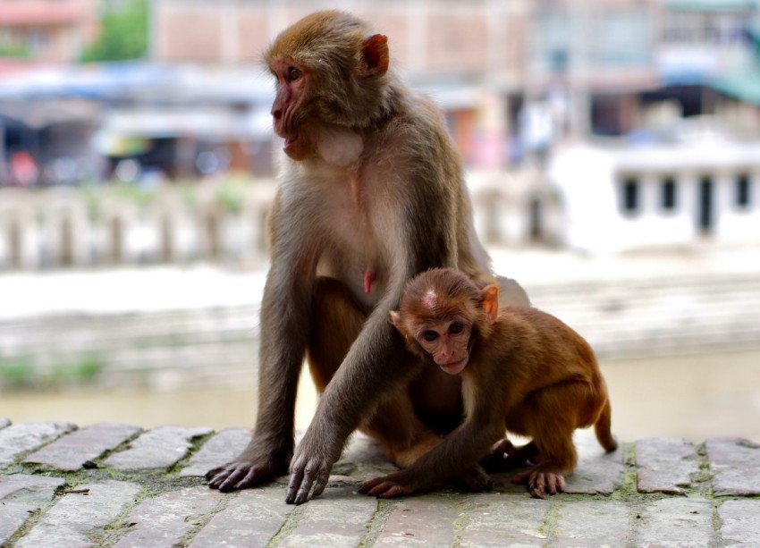 a couple of monkeys sitting on top of a stone floor