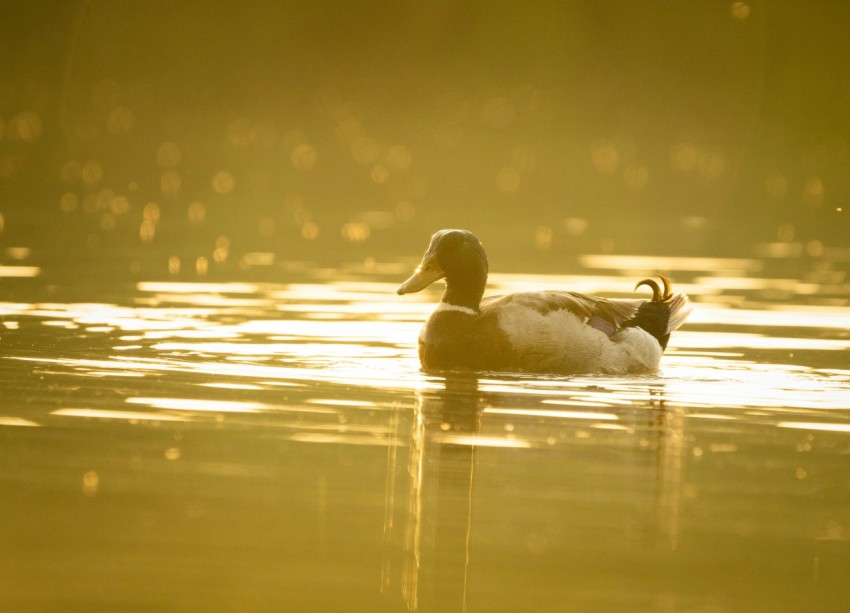 a duck floating on top of a body of water WhUsCZ7P