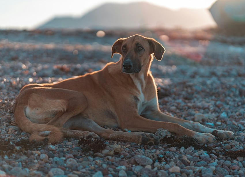 brown short coated dog lying on brown and black ground during daytime