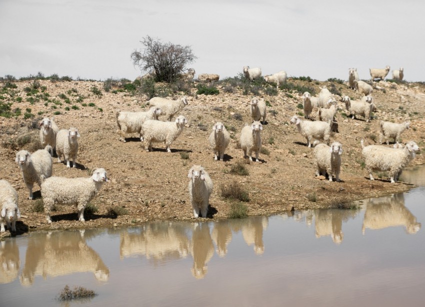 a herd of sheep standing next to a body of water