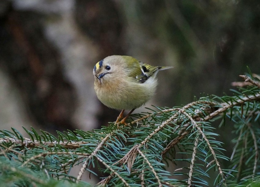 a small bird perched on top of a tree branch