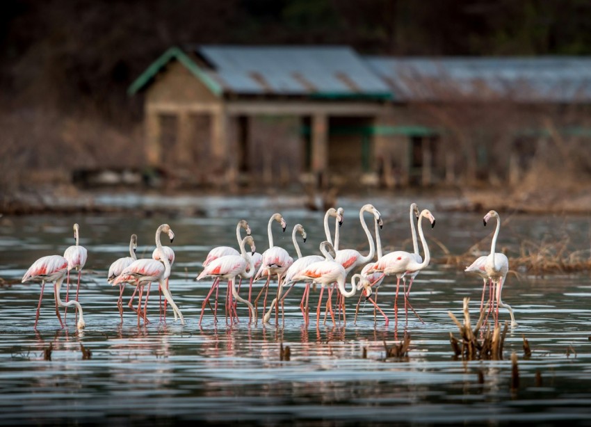 flock of flamingos on water during daytime