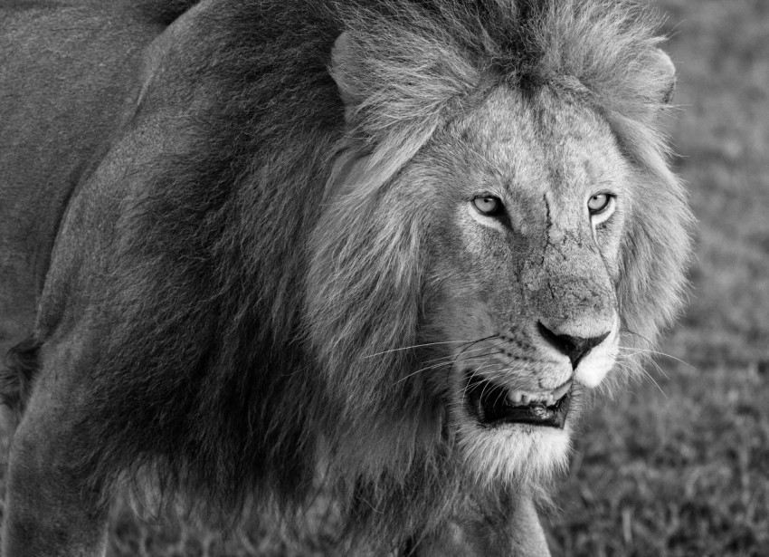 grayscale photo of lion head 8X964