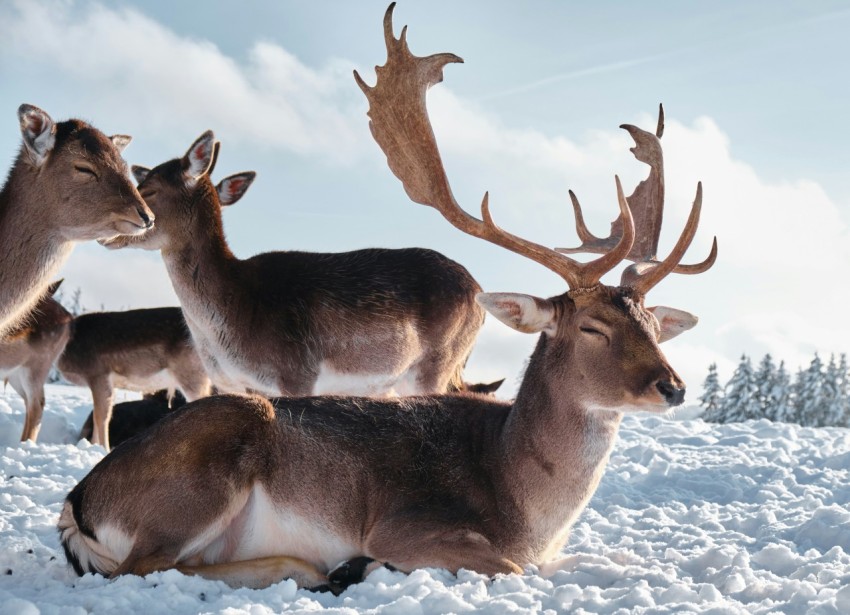 brown deer on white snow during daytime QnmXt