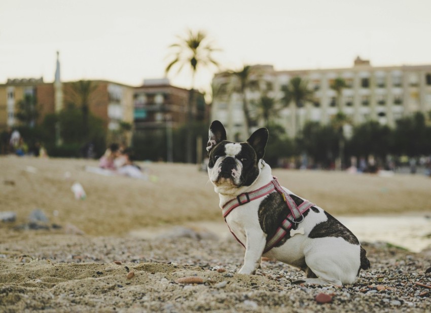 selective focus photo of short coated white and black dog sitting on sand E8Ql