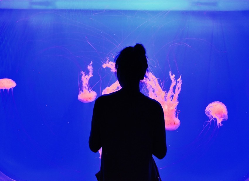 lion mane jellyfish