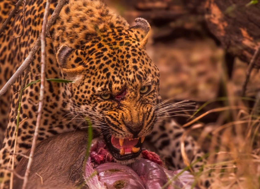 a leopard eating a carcass in the wild