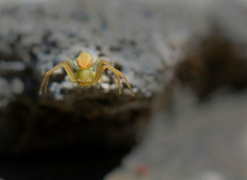 a close up of a spider on a rock