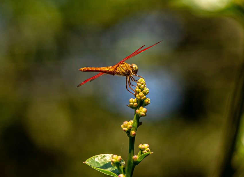 a yellow dragonfly sitting on top of a flower