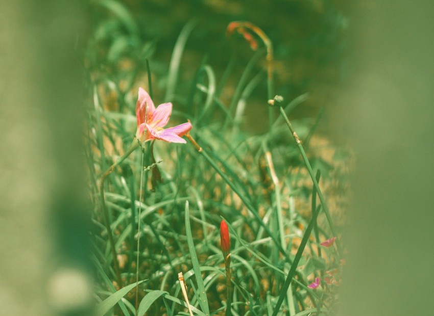 a pink flower in the middle of some green grass vd4AinY