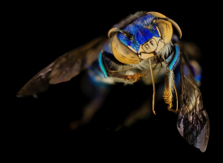 brown and blue bee in close up photography