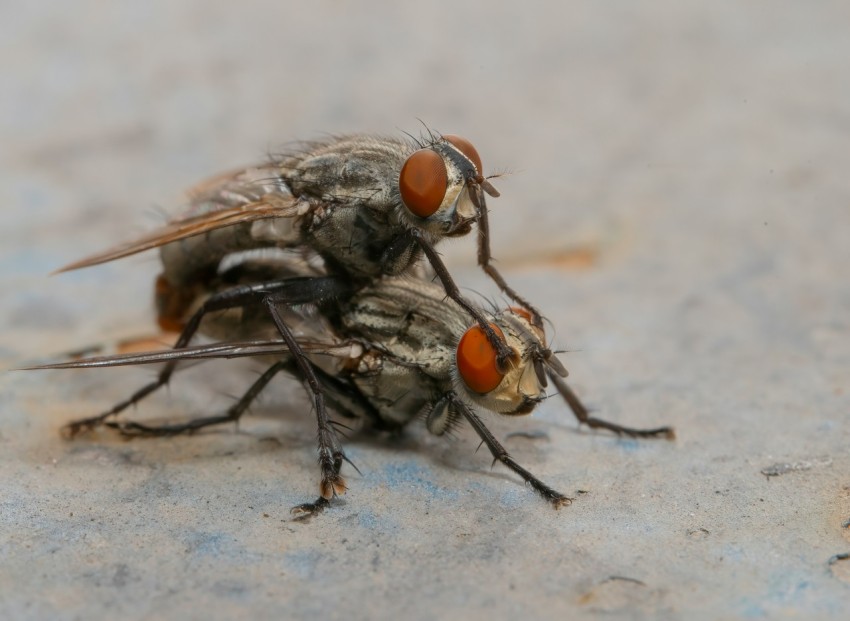 a couple of flies sitting on top of a cement ground