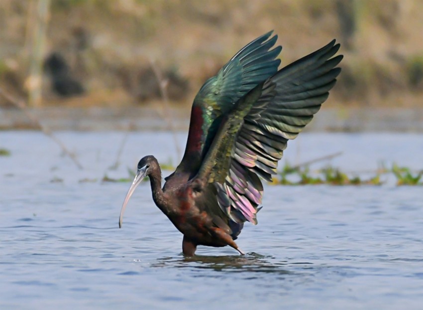 a bird with a fish in its mouth in the water