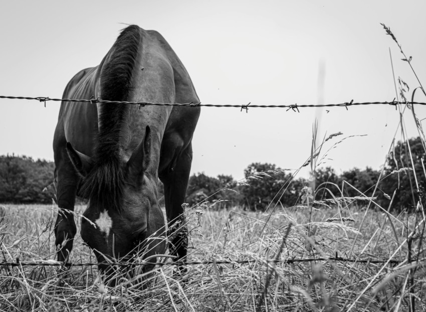 a black and white photo of a horse behind a barbed wire fence