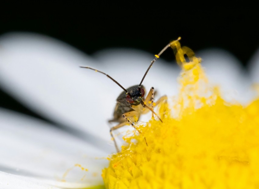 a close up of a bug on a flower 4oha 9Zd