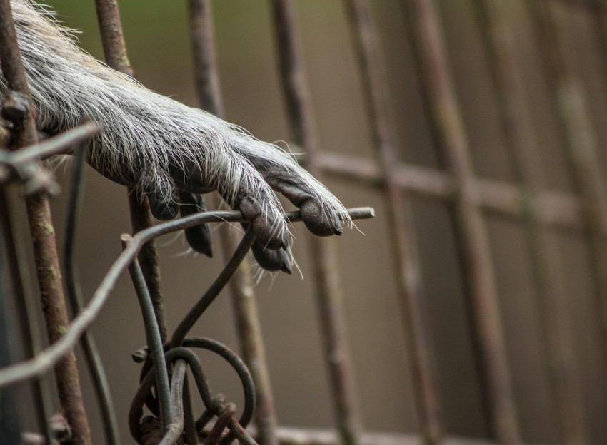 a close up of a dogs paw on a fence