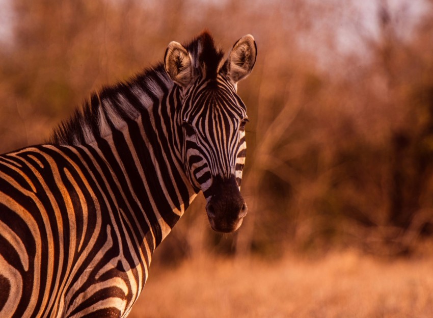 a close up of a zebra in a field