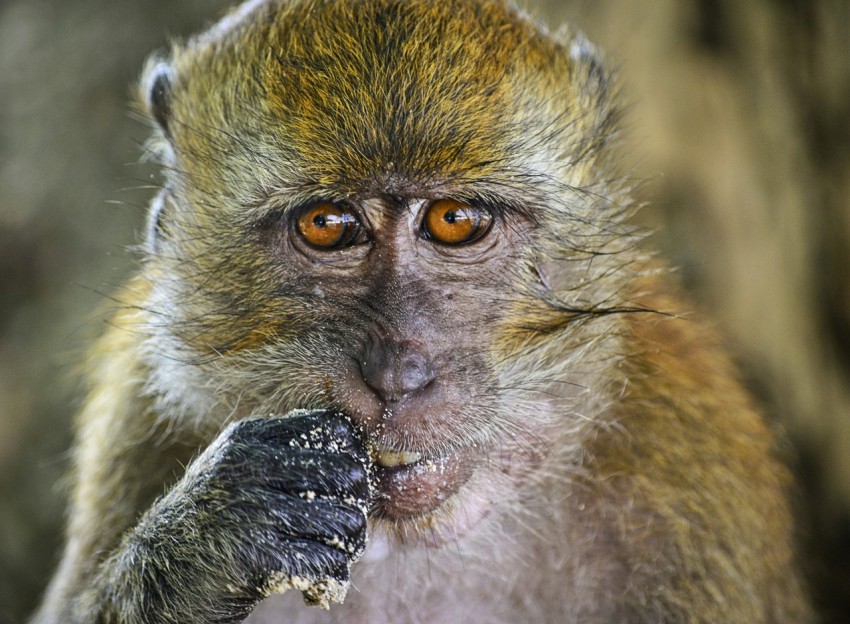 brown monkey in close up photography