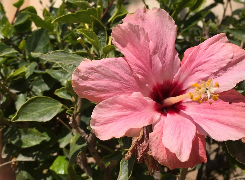 a pink flower with green leaves